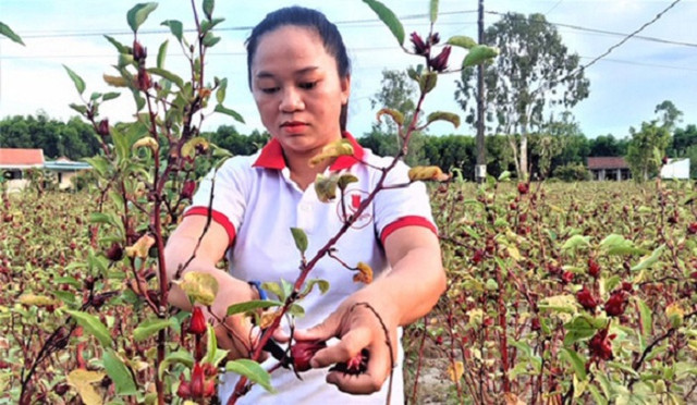 Trồng cây lạ chơi hoa, sau vài năm nhân giống người dân thu hàng trăm triệu - Hình 3 Trong cay la choi hoa, sau vai nam nhan giong nguoi dan thu hang tram trieu-Hinh-3