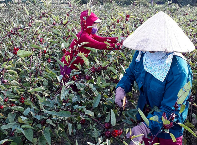 Trồng cây lạ chơi hoa, sau vài năm nhân giống người dân thu hàng trăm triệu Trong cay la choi hoa, sau vai nam nhan giong nguoi dan thu hang tram trieu