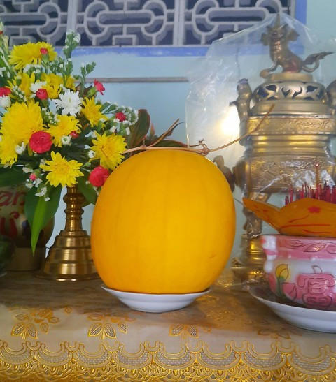 Quả dưa hấu vàng chưng 47 ngày vẫn không hỏng ở Vĩnh Long Qua dua hau vang chung 47 ngay van khong hong o Vinh Long