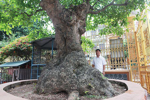 Cây lộc vừng tích tụ phát lộc thu hút người yêu cây - Hình 2 Cay loc vung tich tu phat loc thu hut nguoi yeu cay-Hinh-2