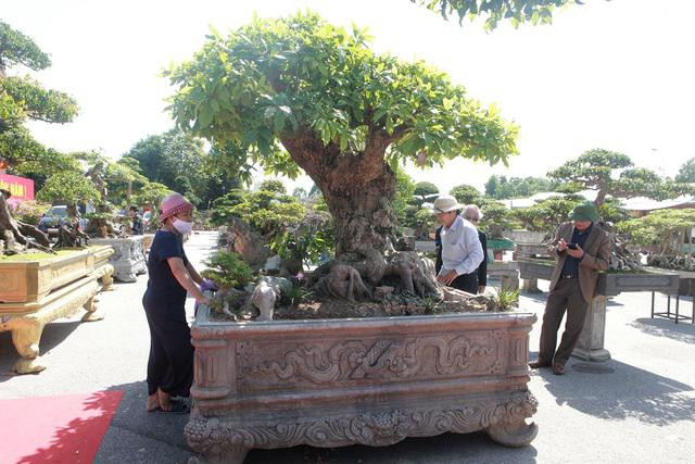 Cây lộc vừng tích tụ phát lộc thu hút người yêu cây - Hình 6 Cay loc vung tich tu phat loc thu hut nguoi yeu cay-Hinh-6