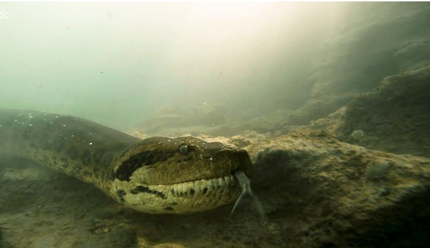 Cảm giác đang bơi mà gặp phải một con trăn Anaconda thì sẽ ra sao? - Hình 2 Cam giac dang boi ma gap phai mot con tran Anaconda thi se ra sao?-Hinh-2