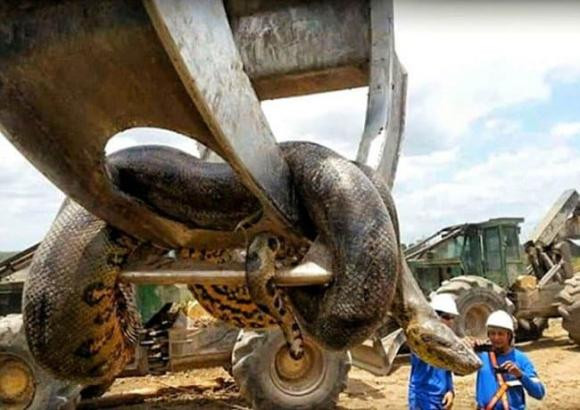 Con trăn lớn nhất thế giới từng được phát hiện có kích thước bao nhiêu? - Hình 3 Con tran lon nhat the gioi tung duoc phat hien co kich thuoc bao nhieu?-Hinh-3