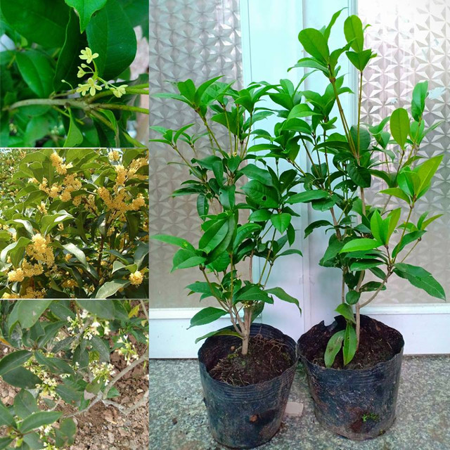 Bỏ việc lương cao, cô gái trẻ về quê kiếm tiền tỷ đều tay - Hình 4 Bo viec luong cao, co gai tre ve que kiem tien ty deu tay-Hinh-4