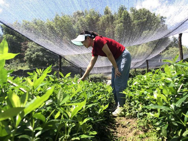 Bỏ việc lương cao, cô gái trẻ về quê kiếm tiền tỷ đều tay - Hình 2 Bo viec luong cao, co gai tre ve que kiem tien ty deu tay-Hinh-2