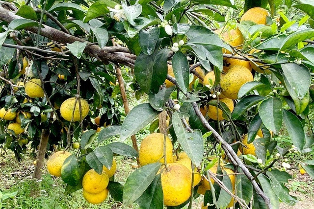 Quýt PQ, đặc sản Nghệ An mất giá Quyt PQ, dac san Nghe An mat gia