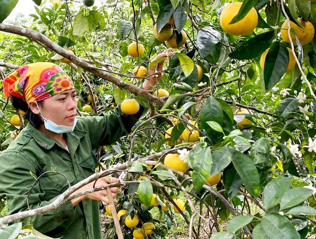 Quýt PQ, đặc sản Nghệ An mất giá - Hình 2 Quyt PQ, dac san Nghe An mat gia-Hinh-2