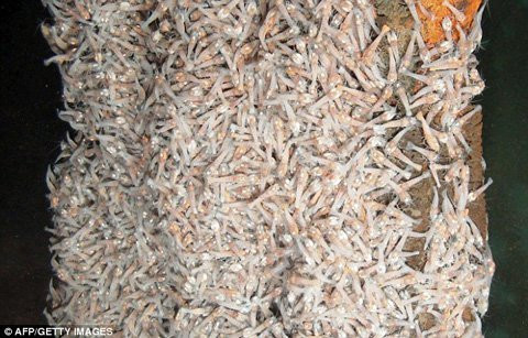 Loài tôm phát sáng chịu nóng 450 độ - Hình 2 Loai tom phat sang chiu nong 450 do-Hinh-2