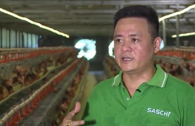 Cho gà mía uống thuốc bắc bán trứng lãi lớn - Hình 2 Cho ga mia uong thuoc bac ban trung lai lon-Hinh-2