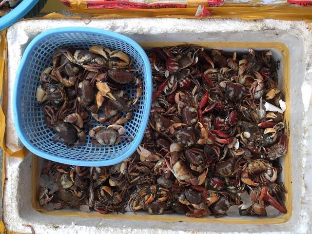 Cua đồng xay sẵn đông lạnh bán la liệt, giá rẻ đáng sợ - Hình 3 Cua dong xay san dong lanh ban la liet, gia re dang so-Hinh-3