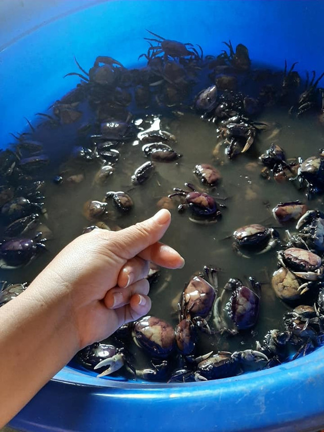 Cua đồng xay sẵn đông lạnh bán la liệt, giá rẻ đáng sợ - Hình 4 Cua dong xay san dong lanh ban la liet, gia re dang so-Hinh-4
