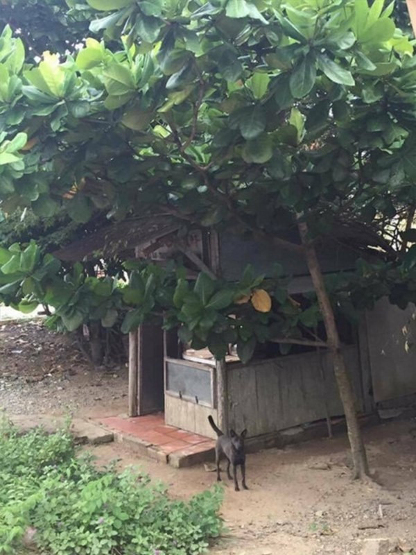 Tiệm bán vàng đơn sơ như cái lều, bất ngờ khi biết nó ở Việt Nam - Hình 3 Tiem ban vang don so nhu cai leu, bat ngo khi biet no o Viet Nam-Hinh-3