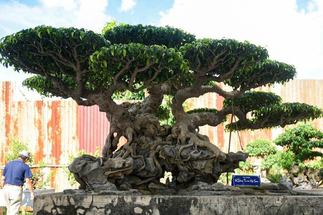 Tận mục cây sanh cảnh được định giá 28 tỷ đồng - Hình 4 Tan muc cay sanh canh duoc dinh gia 28 ty dong-Hinh-4