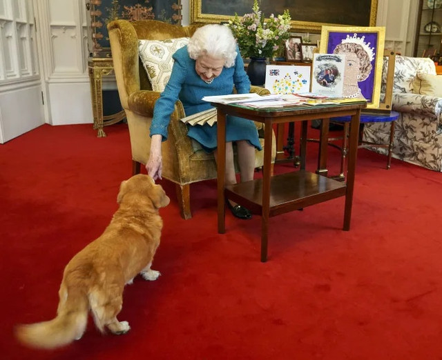 Ai là người chăm sóc bầy corgi của cố Nữ hoàng Anh? - Hình 2 Ai la nguoi cham soc bay corgi cua co Nu hoang Anh?-Hinh-2