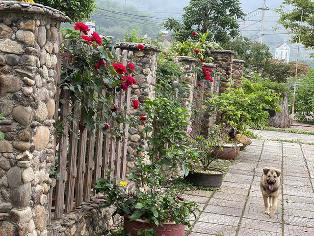 Ngắm khu vườn 300m2 ngập tràn hoa trái ở Hà Giang - Hình 5 Ngam khu vuon 300m2 ngap tran hoa trai o Ha Giang-Hinh-5