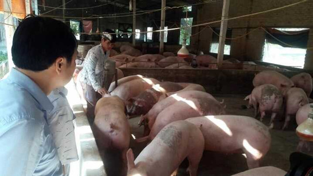 Giá heo hơi hôm nay 17/8: Miền Bắc giảm sâu 4.000 đ/kg Gia heo hoi hom nay 17/8: Mien Bac giam sau 4.000 d/kg