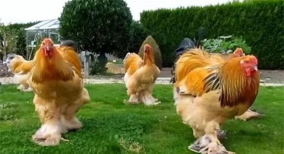 Giật mình loài gà cao tới 1,2 mét, thế giới phát cuồng Giat minh loai ga cao toi 1,2 met, the gioi phat cuong