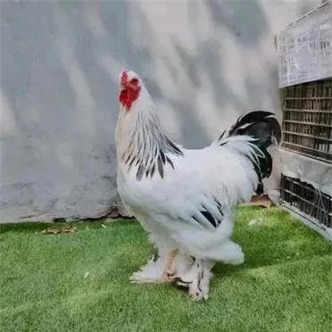 Giật mình loài gà cao tới 1,2 mét, thế giới phát cuồng - Hình 2 Giat minh loai ga cao toi 1,2 met, the gioi phat cuong-Hinh-2