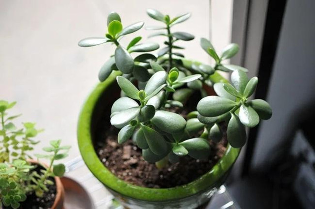 5 loại cây mọc 'phú quý', nở 'an lành' giúp chiêu tài đón phúc - Hình 2 5 loai cay moc 'phu quy', no 'an lanh' giup chieu tai don phuc-Hinh-2