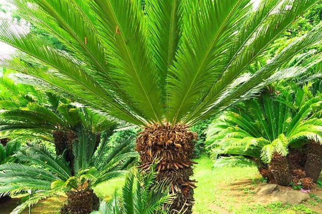 5 loại cây mọc 'phú quý', nở 'an lành' giúp chiêu tài đón phúc 5 loai cay moc 'phu quy', no 'an lanh' giup chieu tai don phuc
