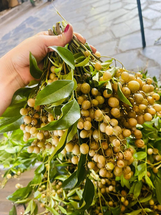 Thứ mọc bờ bụi ở Việt Nam, dân hái bán thành đặc sản Thu moc bo bui o Viet Nam, dan hai ban thanh dac san