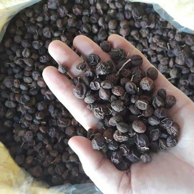 Thứ mọc bờ bụi ở Việt Nam, dân hái bán thành đặc sản - Hình 10 Thu moc bo bui o Viet Nam, dan hai ban thanh dac san-Hinh-10