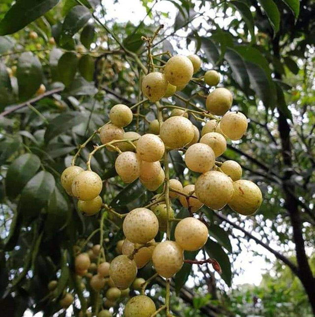 Thứ mọc bờ bụi ở Việt Nam, dân hái bán thành đặc sản - Hình 3 Thu moc bo bui o Viet Nam, dan hai ban thanh dac san-Hinh-3