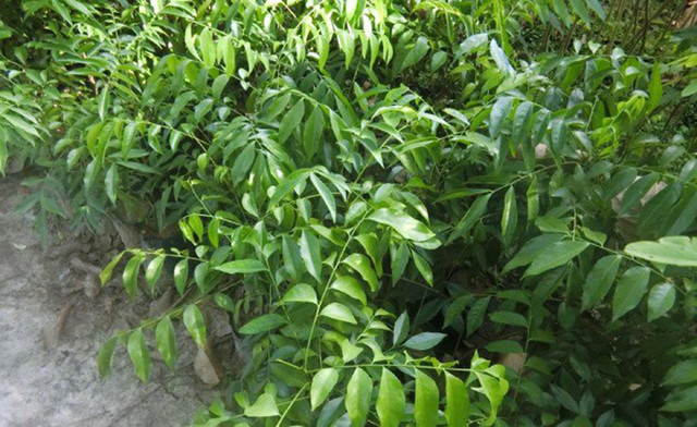 Thứ mọc bờ bụi ở Việt Nam, dân hái bán thành đặc sản - Hình 2 Thu moc bo bui o Viet Nam, dan hai ban thanh dac san-Hinh-2