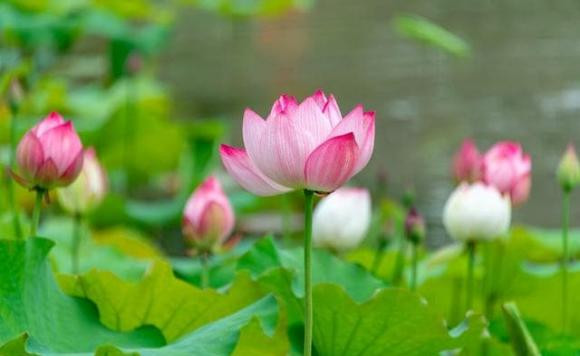 Bốn chòm sao, thời thế đảo ngược, đại vận đang đến gần - Hình 2 Bon chom sao, thoi the dao nguoc, dai van dang den gan-Hinh-2