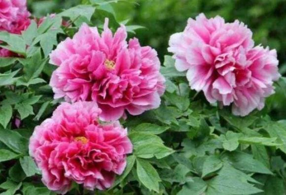 Người sinh vào 5 tháng âm này cuộc đời khá giả, tiền quấn quanh thân - Hình 3 Nguoi sinh vao 5 thang am nay cuoc doi kha gia, tien quan quanh than-Hinh-3