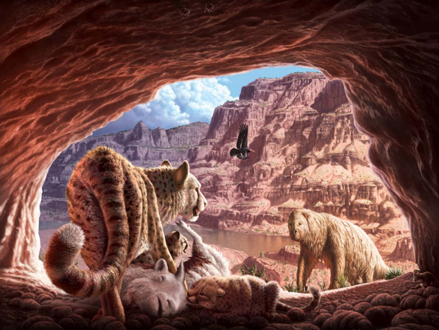 Cuộc chiến sinh tử giữa hai con báo trong hang động Grand Canyon Cuoc chien sinh tu giua hai con bao trong hang dong Grand Canyon
