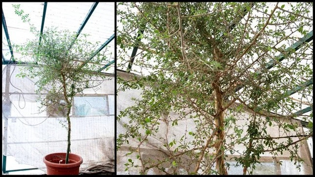 Hồi sinh cây được đề cập trong Kinh thánh từ hạt giống bí ẩn Hoi sinh cay duoc de cap trong Kinh thanh tu hat giong bi an