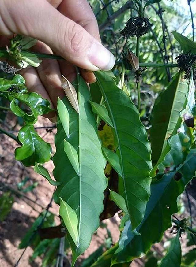 “Lộc trời” ở Tây Nguyên đến mùa bắt đem bán 200.000 đồng/kg - Hình 6 “Loc troi” o Tay Nguyen den mua bat dem ban 200.000 dong/kg-Hinh-6