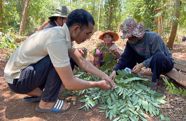 “Lộc trời” ở Tây Nguyên đến mùa bắt đem bán 200.000 đồng/kg - Hình 10 “Loc troi” o Tay Nguyen den mua bat dem ban 200.000 dong/kg-Hinh-10