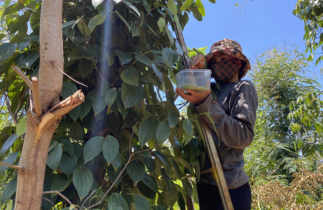 “Lộc trời” ở Tây Nguyên đến mùa bắt đem bán 200.000 đồng/kg - Hình 11 “Loc troi” o Tay Nguyen den mua bat dem ban 200.000 dong/kg-Hinh-11