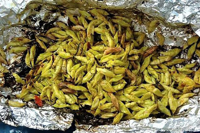 “Lộc trời” ở Tây Nguyên đến mùa bắt đem bán 200.000 đồng/kg - Hình 8 “Loc troi” o Tay Nguyen den mua bat dem ban 200.000 dong/kg-Hinh-8