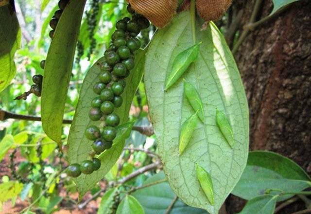 “Lộc trời” ở Tây Nguyên đến mùa bắt đem bán 200.000 đồng/kg - Hình 7 “Loc troi” o Tay Nguyen den mua bat dem ban 200.000 dong/kg-Hinh-7