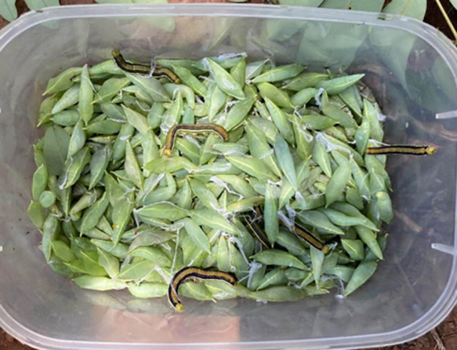 “Lộc trời” ở Tây Nguyên đến mùa bắt đem bán 200.000 đồng/kg - Hình 9 “Loc troi” o Tay Nguyen den mua bat dem ban 200.000 dong/kg-Hinh-9