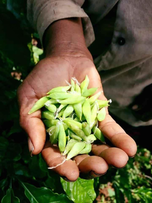 “Lộc trời” ở Tây Nguyên đến mùa bắt đem bán 200.000 đồng/kg - Hình 2 “Loc troi” o Tay Nguyen den mua bat dem ban 200.000 dong/kg-Hinh-2