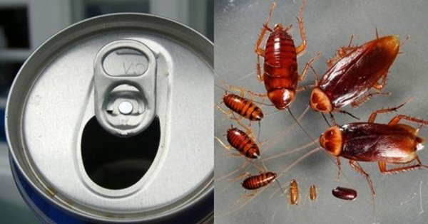 Chỉ 1 lon bia uống dở đã đuổi được cả đàn gián Chi 1 lon bia uong do da duoi duoc ca dan gian
