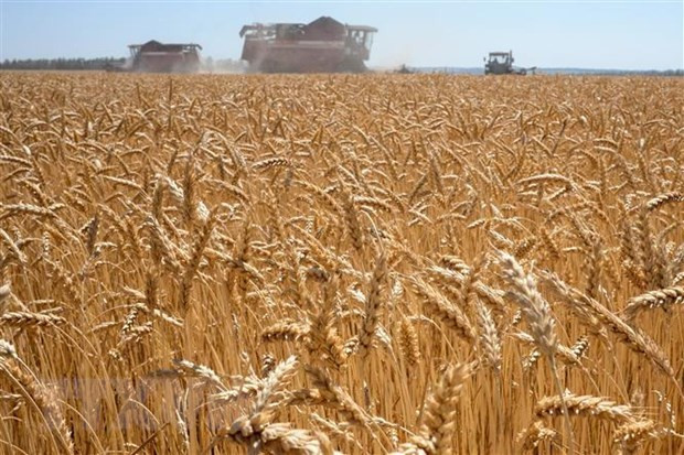 Khủng hoảng Ukraine kéo theo nguy cơ mất an ninh lương thực Khung hoang Ukraine keo theo nguy co mat an ninh luong thuc