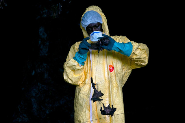Phát hiện virus mới giống SARS-CoV-2 ở Trung Quốc Phat hien virus moi giong SARS-CoV-2 o Trung Quoc