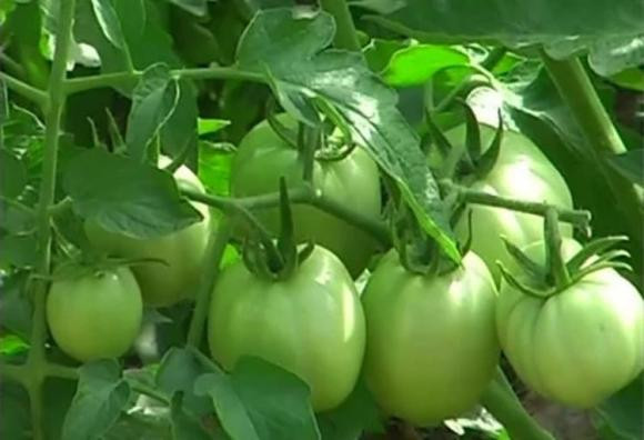 Cà chua rất tốt nhưng có hai loại không nên ăn - Hình 3 Ca chua rat tot nhung co hai loai khong nen an-Hinh-3
