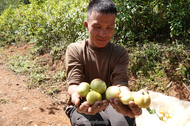 Lên vùng cao Mù Cang Chải hái táo Mèo cùng đồng bào Mông - Hình 10 Len vung cao Mu Cang Chai hai tao Meo cung dong bao Mong-Hinh-10