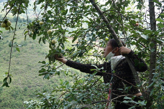 Lên vùng cao Mù Cang Chải hái táo Mèo cùng đồng bào Mông - Hình 7 Len vung cao Mu Cang Chai hai tao Meo cung dong bao Mong-Hinh-7