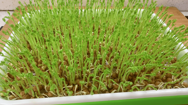 Loại rau “em bé”, xào với trứng vừa là thuốc bổ - Hình 2 Loai rau “em be”, xao voi trung vua la thuoc bo-Hinh-2