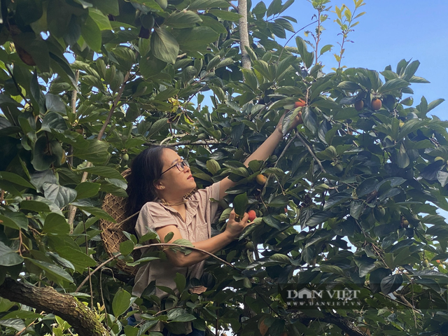 Trồng loại hồng không hạt nông dân Bắc Kạn thắng lớn - Hình 5 Trong loai hong khong hat nong dan Bac Kan thang lon-Hinh-5