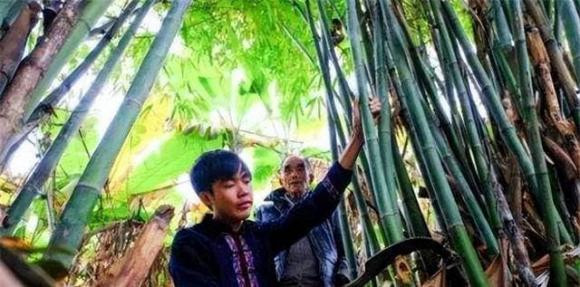 Tre nở hoa đáng sợ như thế nào? - Hình 5 Tre no hoa dang so nhu the nao?-Hinh-5
