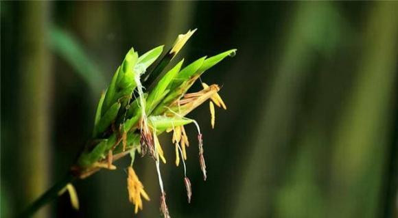 Tre nở hoa đáng sợ như thế nào? - Hình 2 Tre no hoa dang so nhu the nao?-Hinh-2