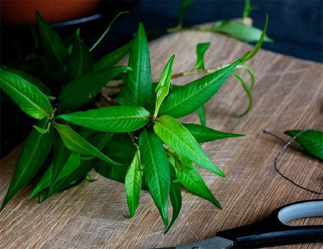 Rau răm ở Việt Nam 2.000 đồng/mớ, sang nước ngoài 250.000 đồng/mớ - Hình 7 Rau ram o Viet Nam 2.000 dong/mo, sang nuoc ngoai 250.000 dong/mo-Hinh-7